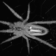 Illustration for article titled This Spiders Mate Breaks Her Genitals So She Can’t Have Sex Ever Again